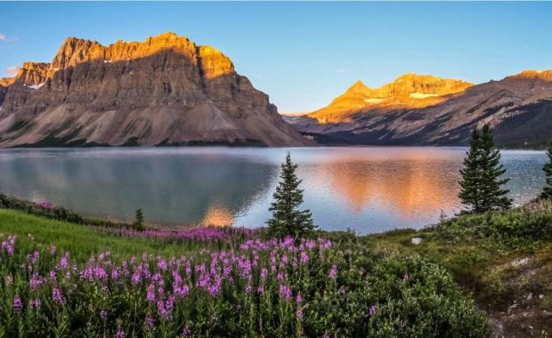 Mountain Lake Pink Flowers
