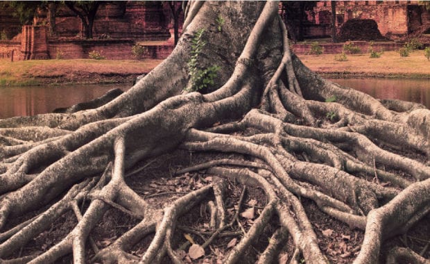Tree Roots